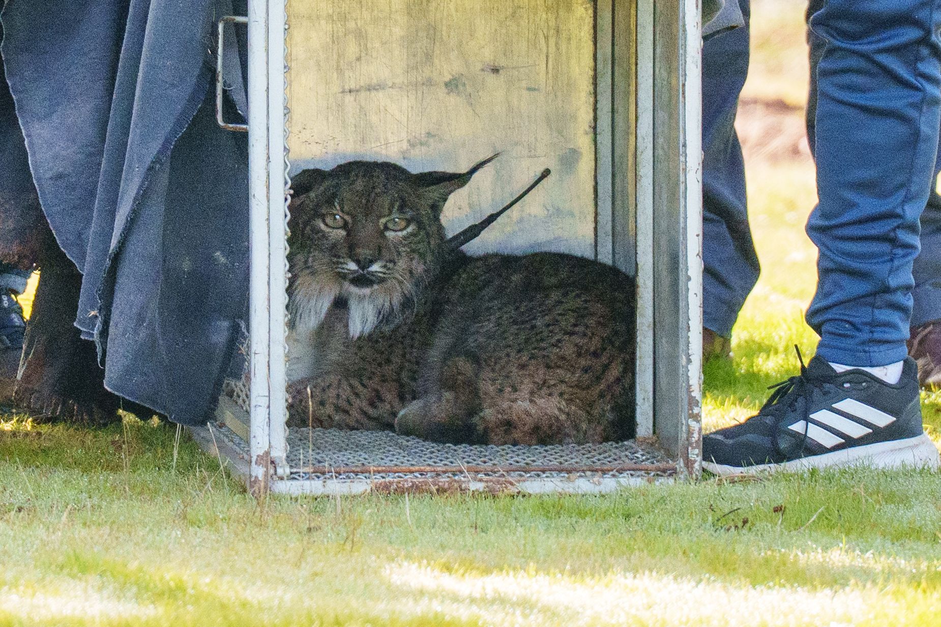 Kia antes de ser liberada