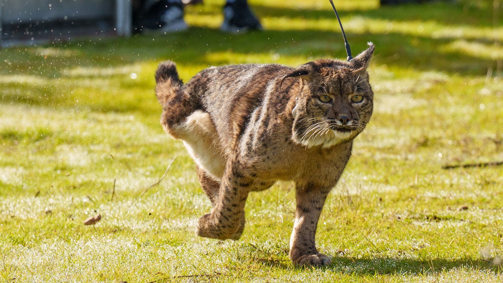 Kia corre en libertad tras completar su tratamiento
