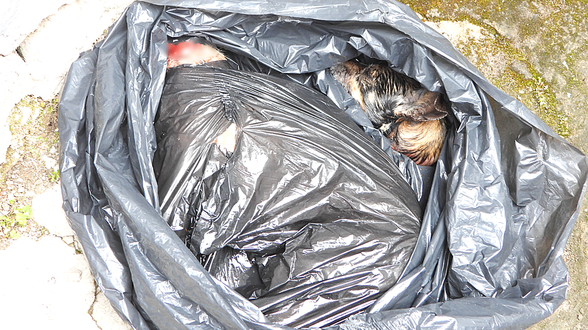 Asesinan a dos perros en Cantabria