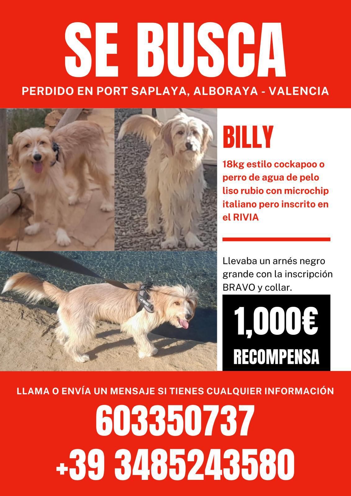 Cartel de búsqueda de Billy con la recompensa y los teléfonos de contacto