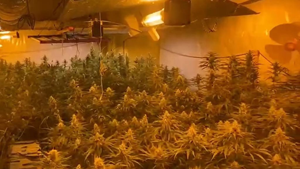 Desmantelada la mayor plantación de cannabis de Galicia en lo que va de año