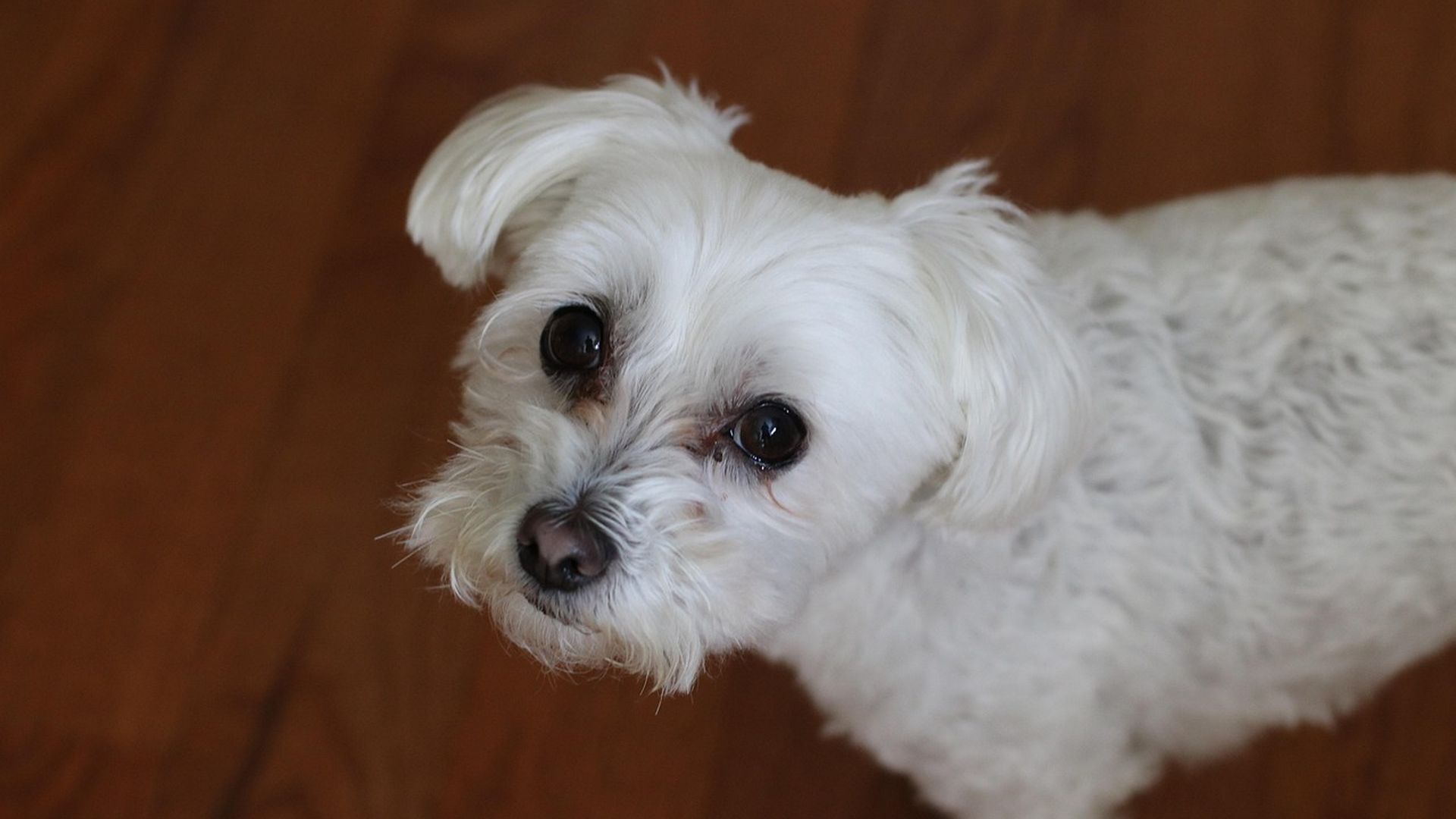 Imagen de archivo de un bichón maltes