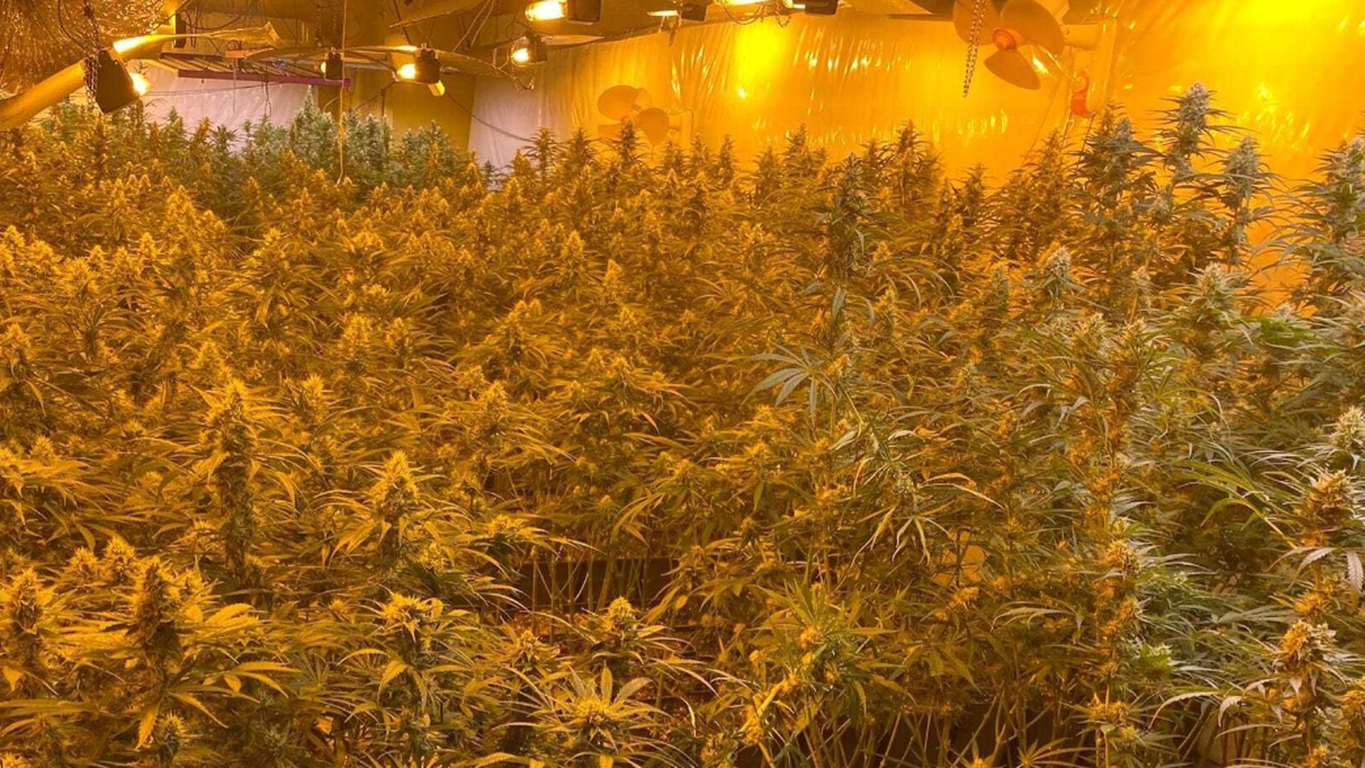 Incautan la mayor plantación de marihuana de Galicia en lo que va de año