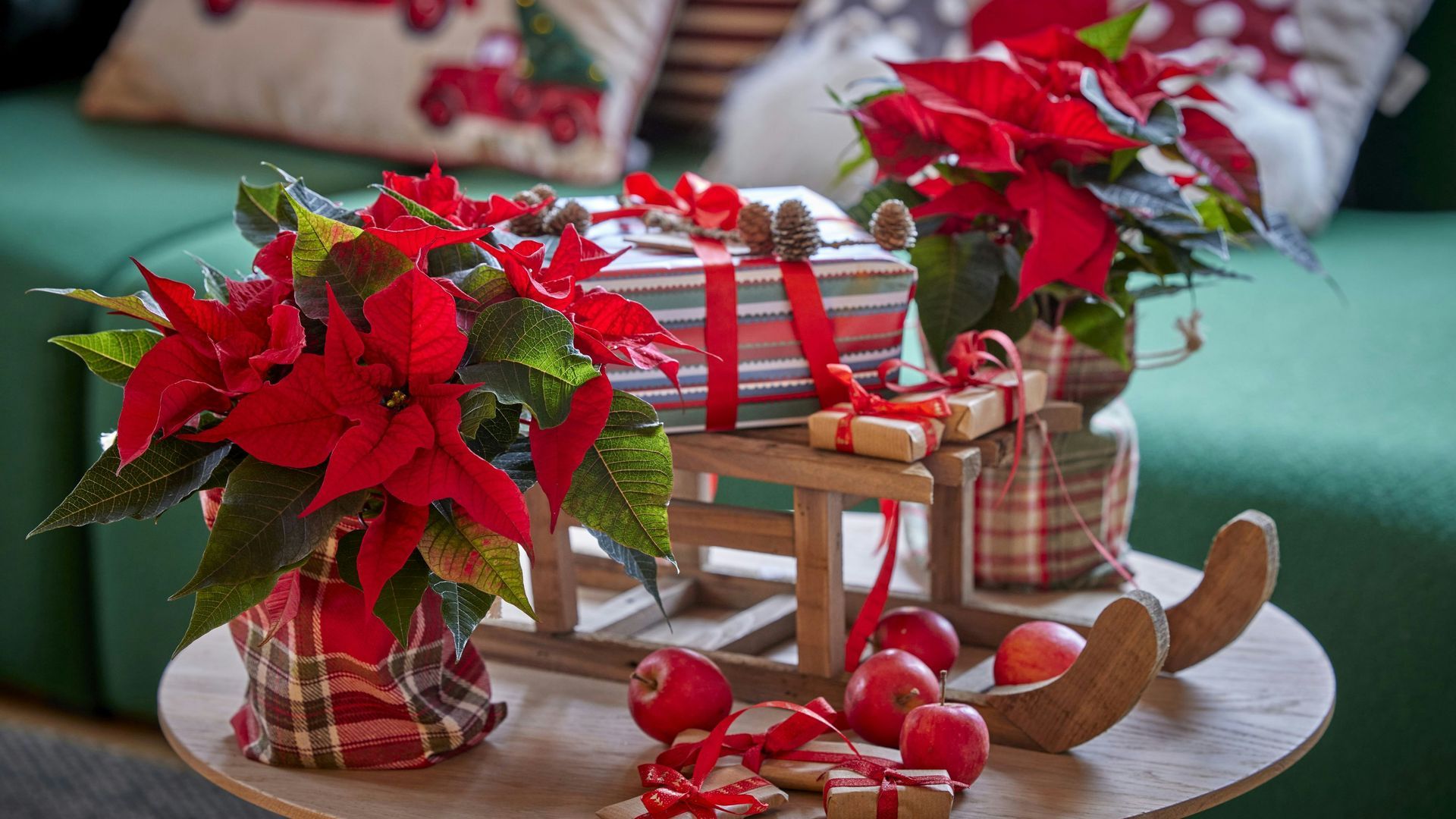 flor de pascua navidad unsplash flor de pascua navidad unsplash