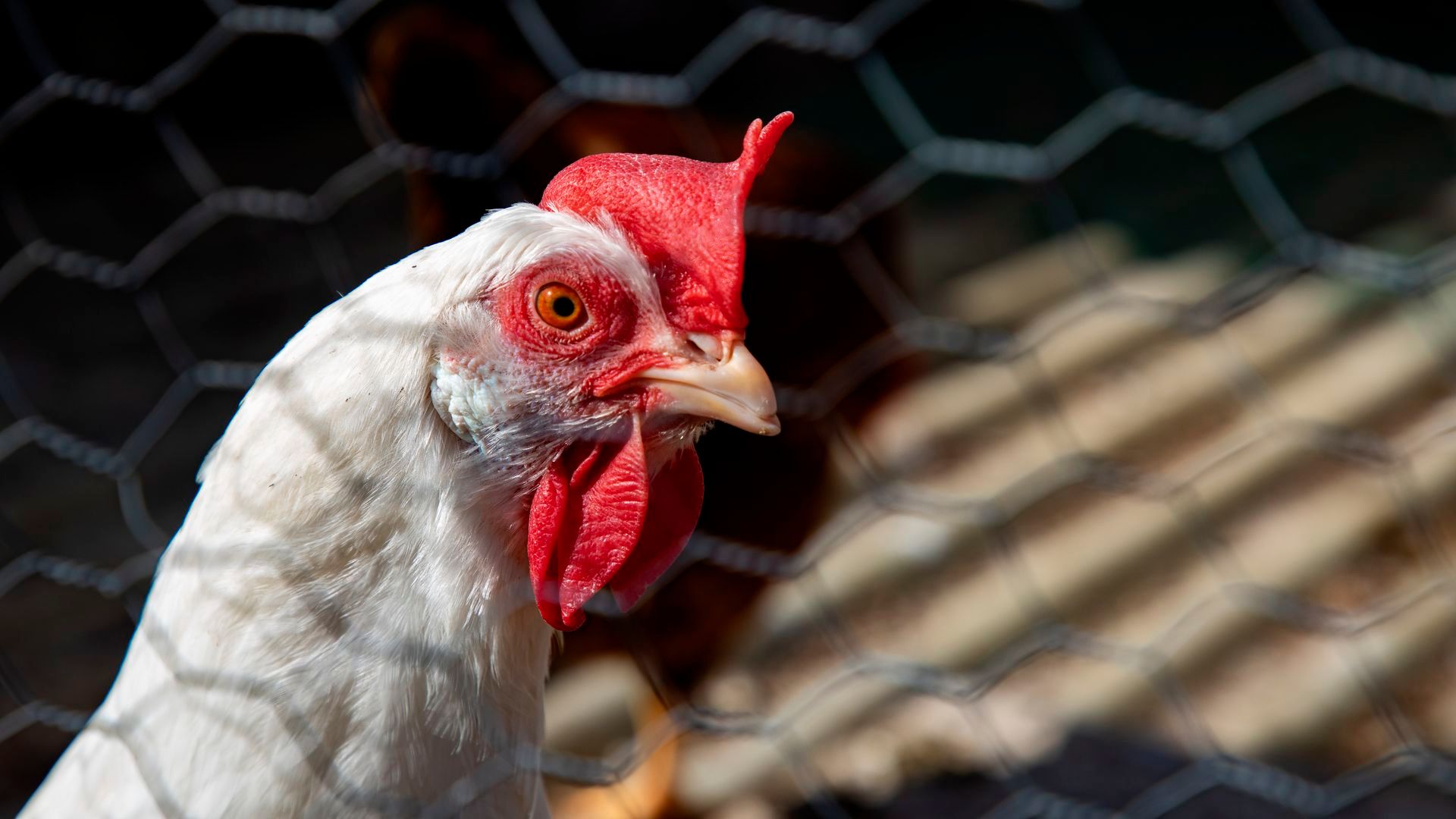 Gripe aviar en la Comunidad de Madrid: confirman cuatro nuevos focos de alta patogenicidad