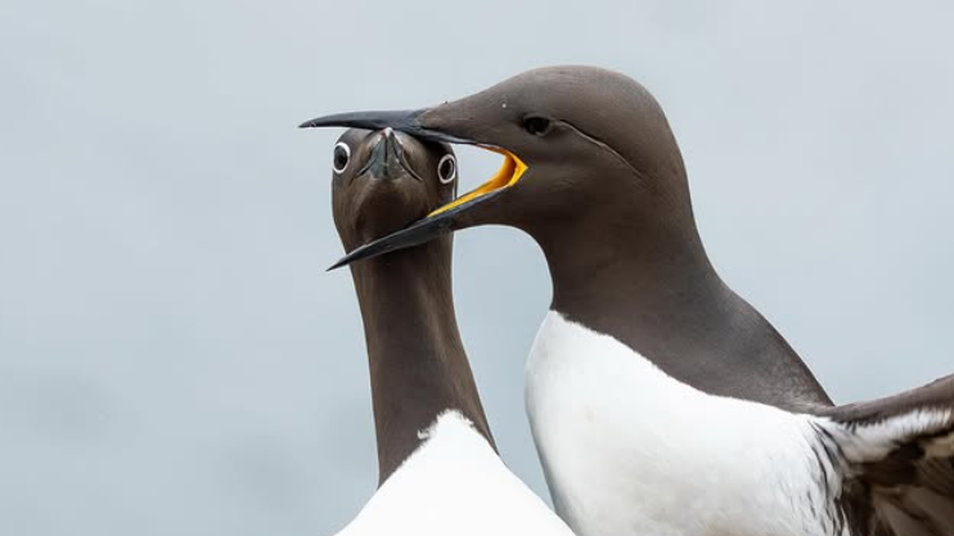 "Headlocks" forografía Comedy Wild Life 2025