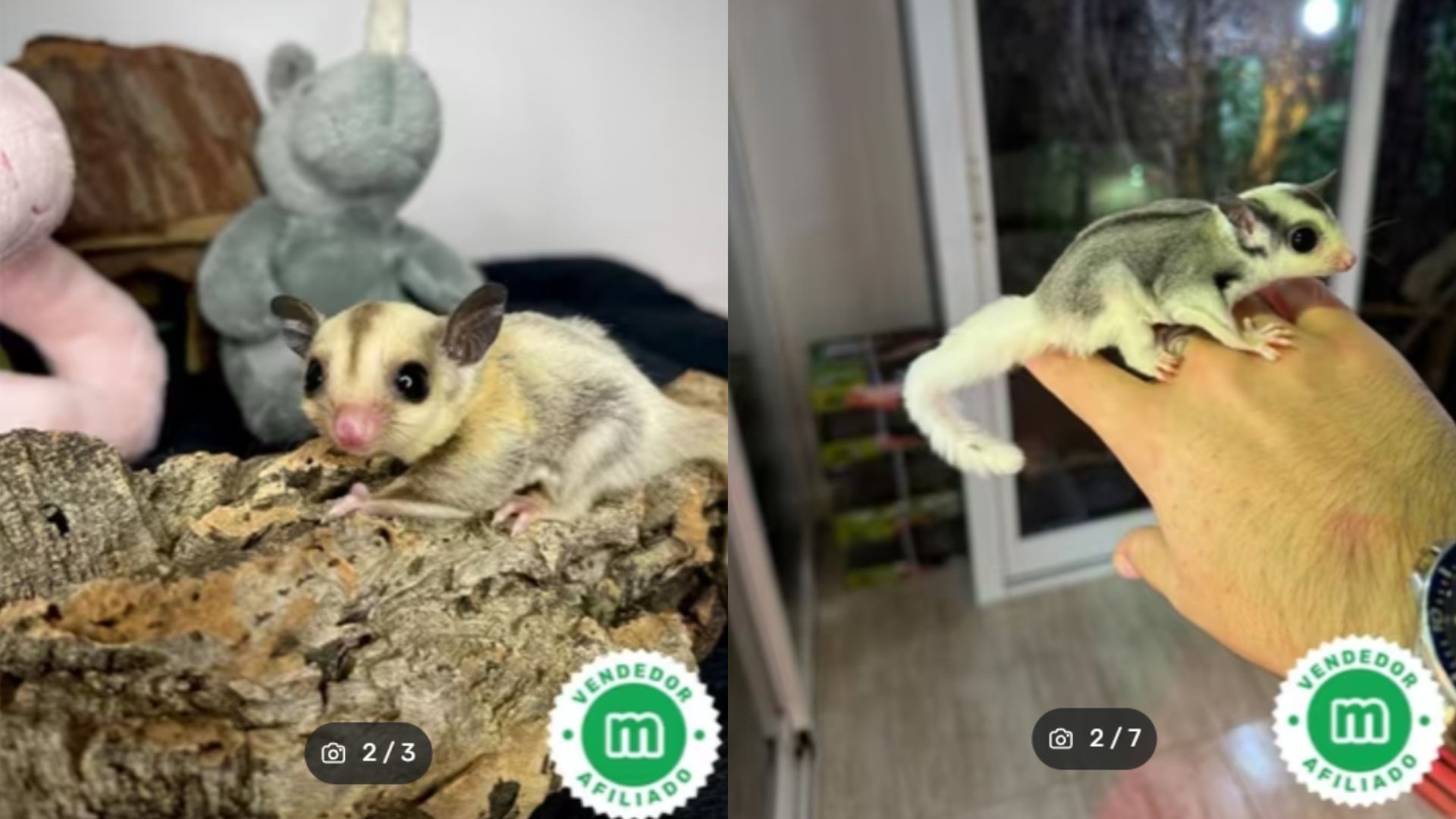 Petauros del azúcar en venta