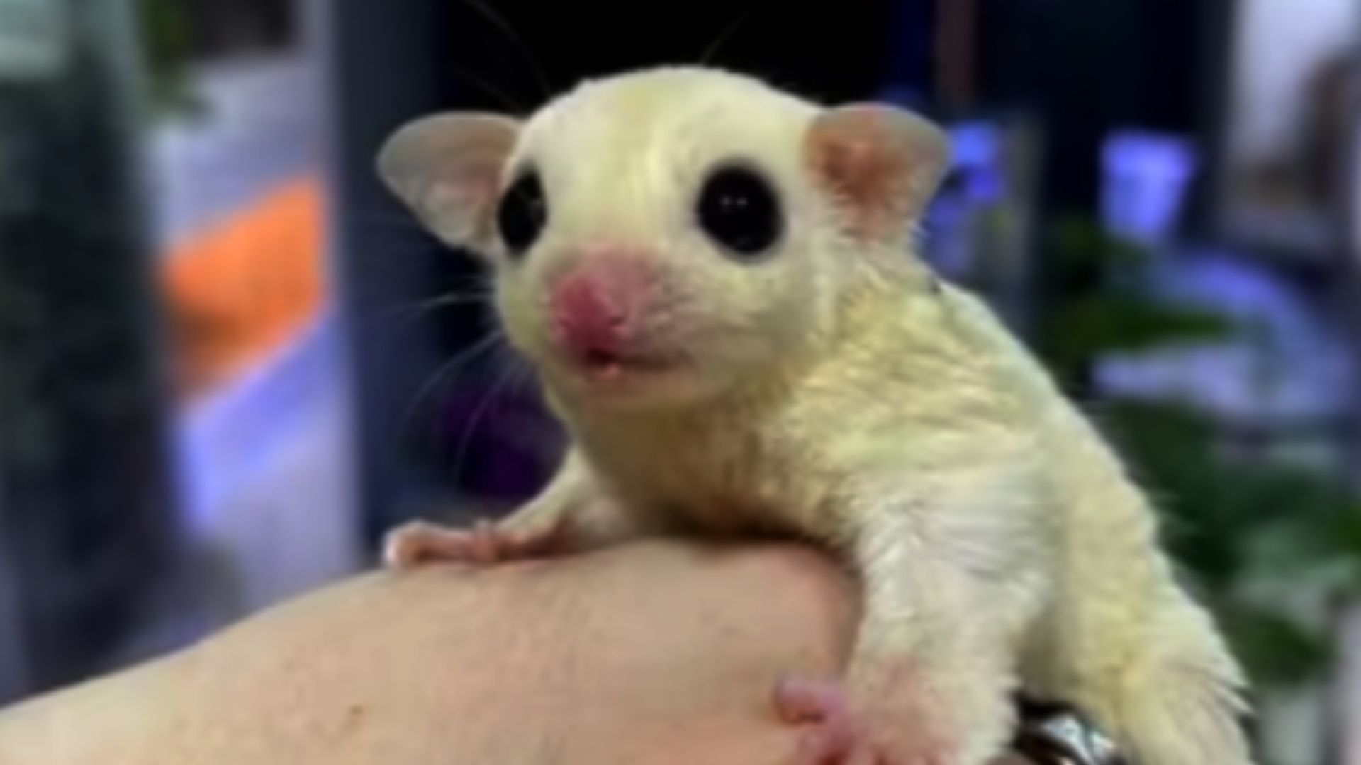 Un petauro del azúcar en venta