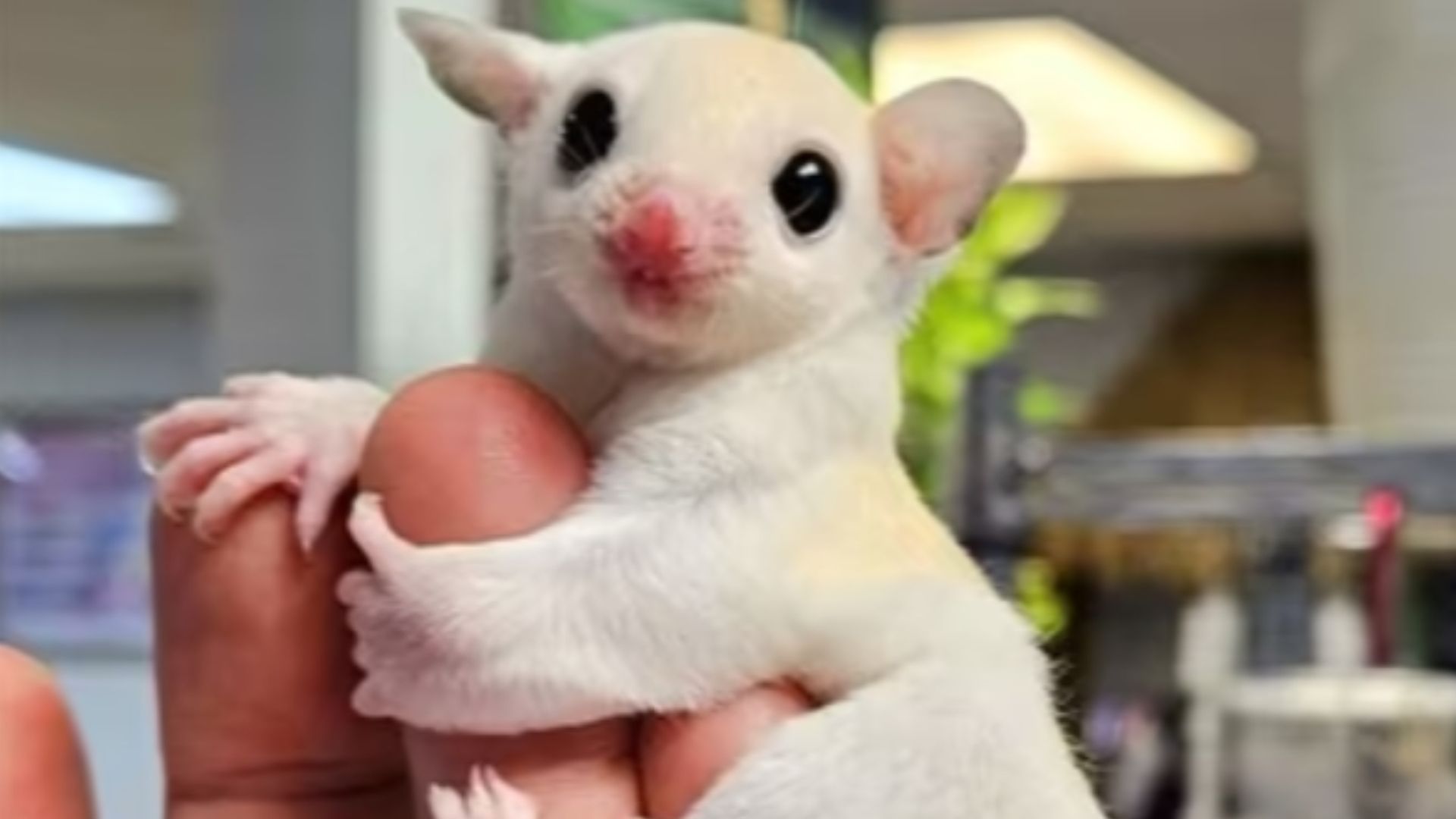 Un petauro del azúcar en venta en Internet