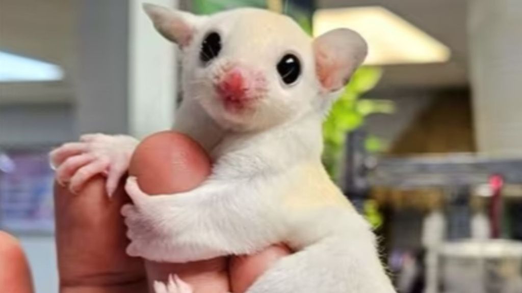 El petauro del azúcar, el nuevo "regalo de moda" de esta Navidad que choca con la Ley de Bienestar Animal