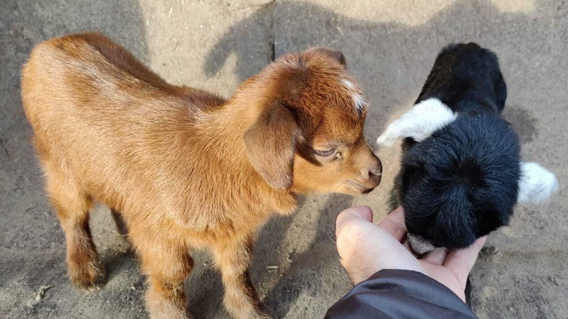 Varios cabritos de la ganadería Cuatro Pinos