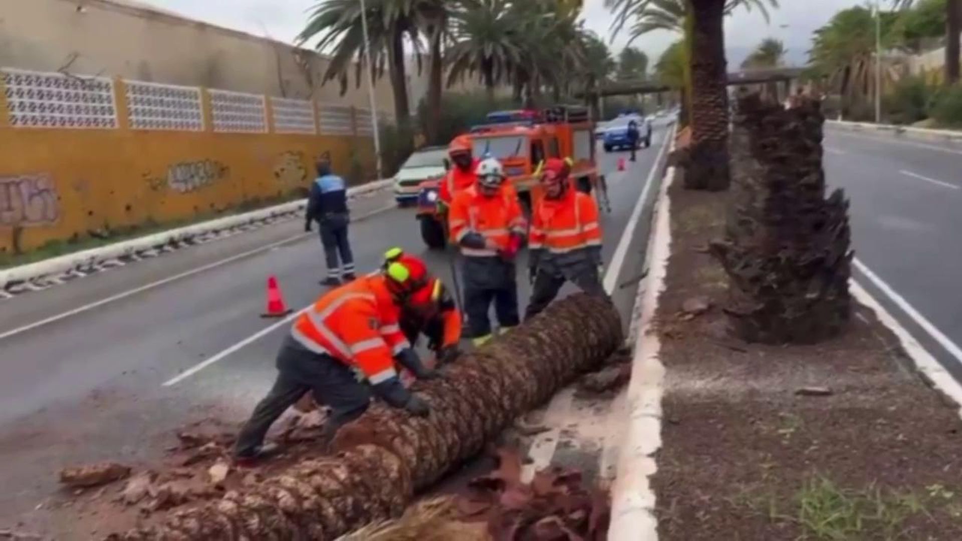 La borrasca Emilia se ensaña con los árboles de Las Palmas de Gran Canaria .