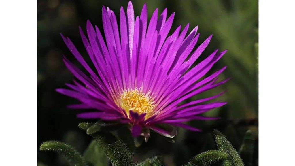 Planta uña de gato. FUENTE: Pixabay