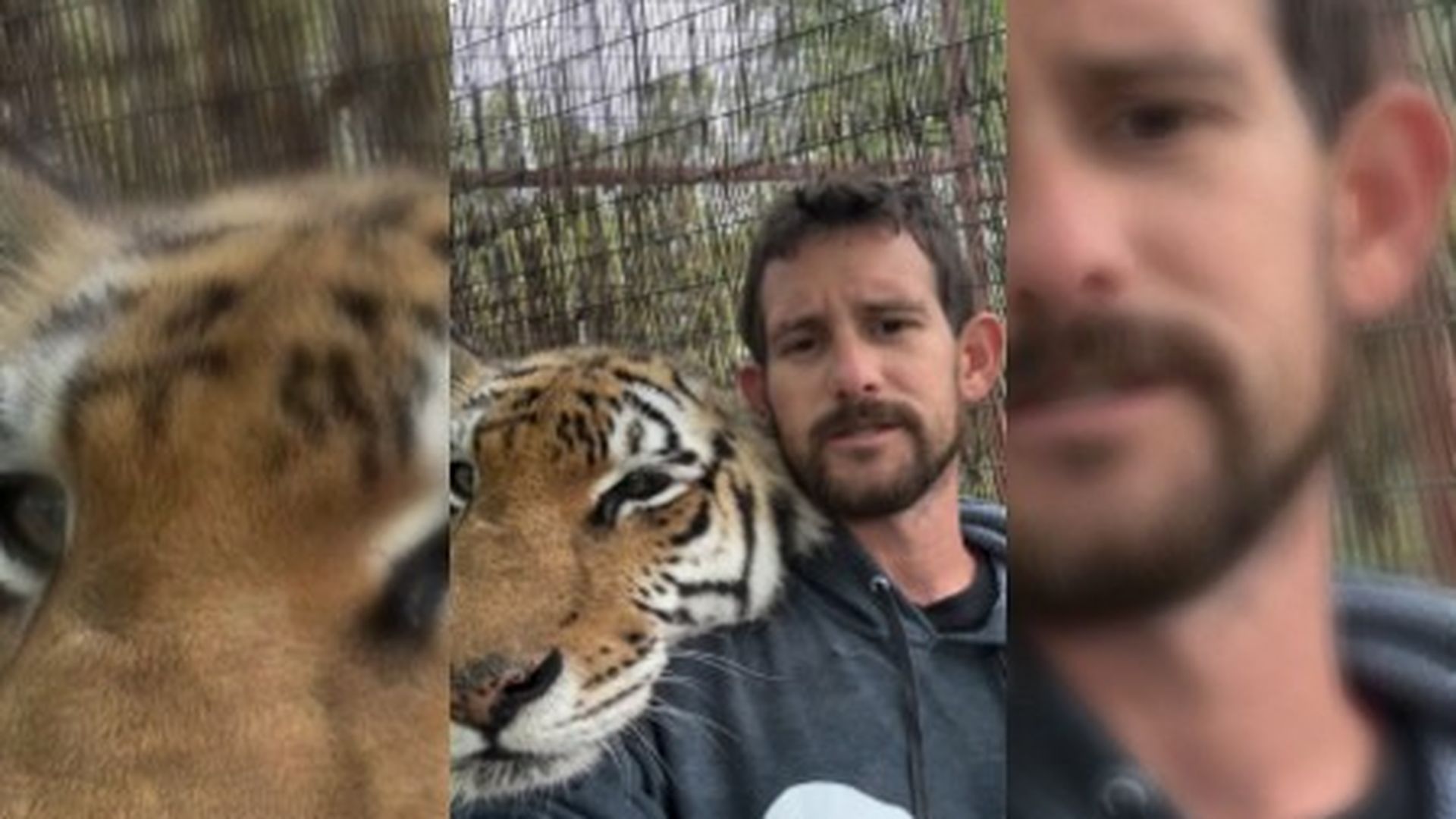 Nuevos detalles sobre el ataque de un tigre a Ryan Easley: le produjo casi 100 heridas punzantes con los colmillos y las garras