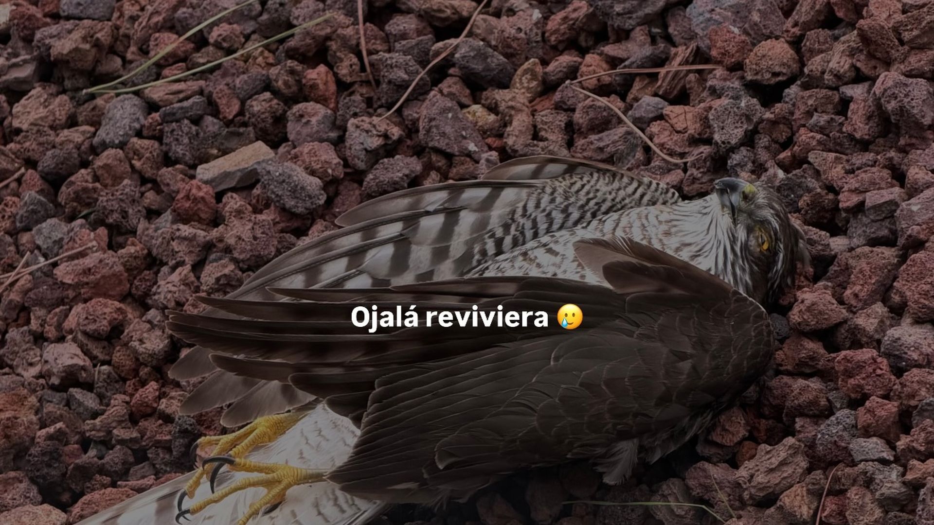 Sofía Suescun enseña una foto del gavilán muerto tras el choque con el cristal de su casa