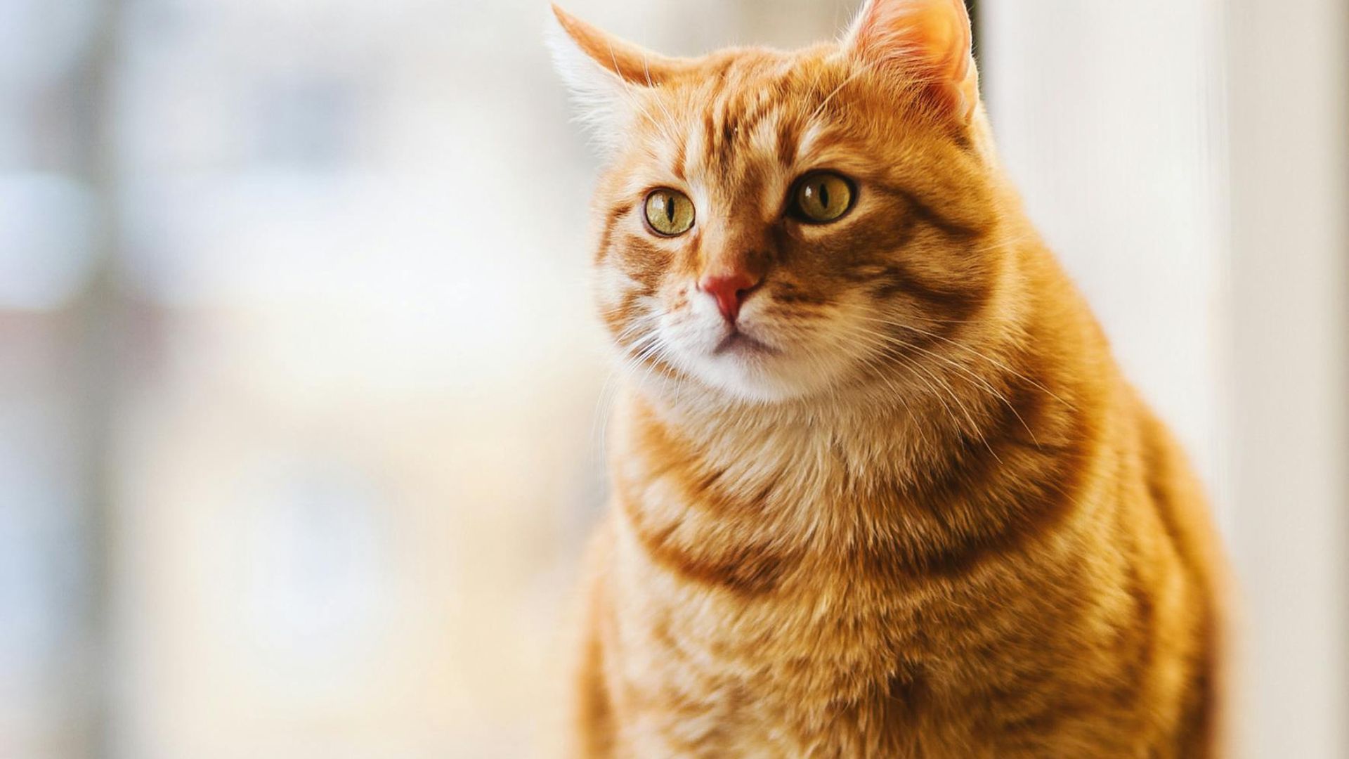 Un gato con sobrepeso