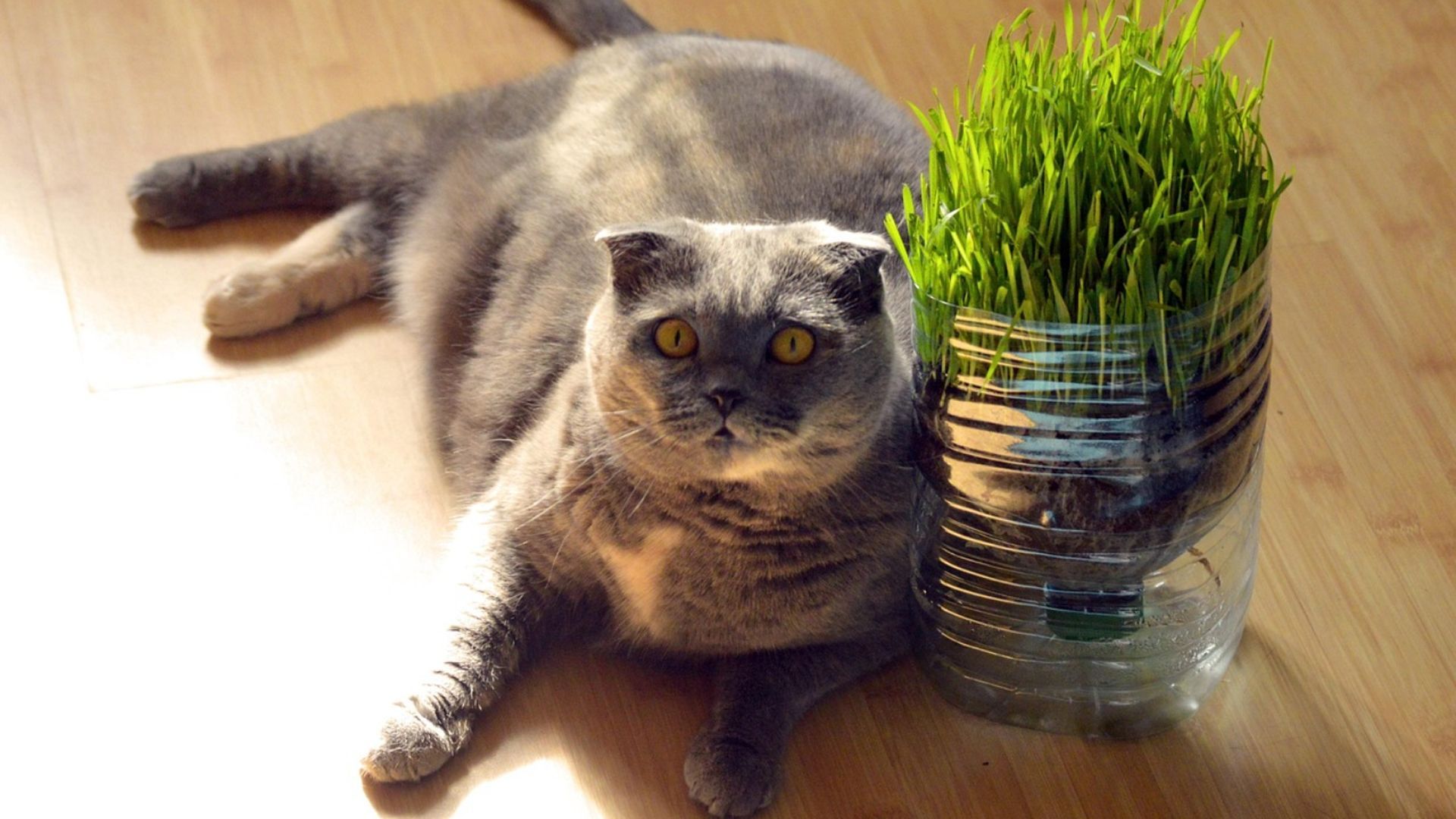 Un gato con sobrepeso