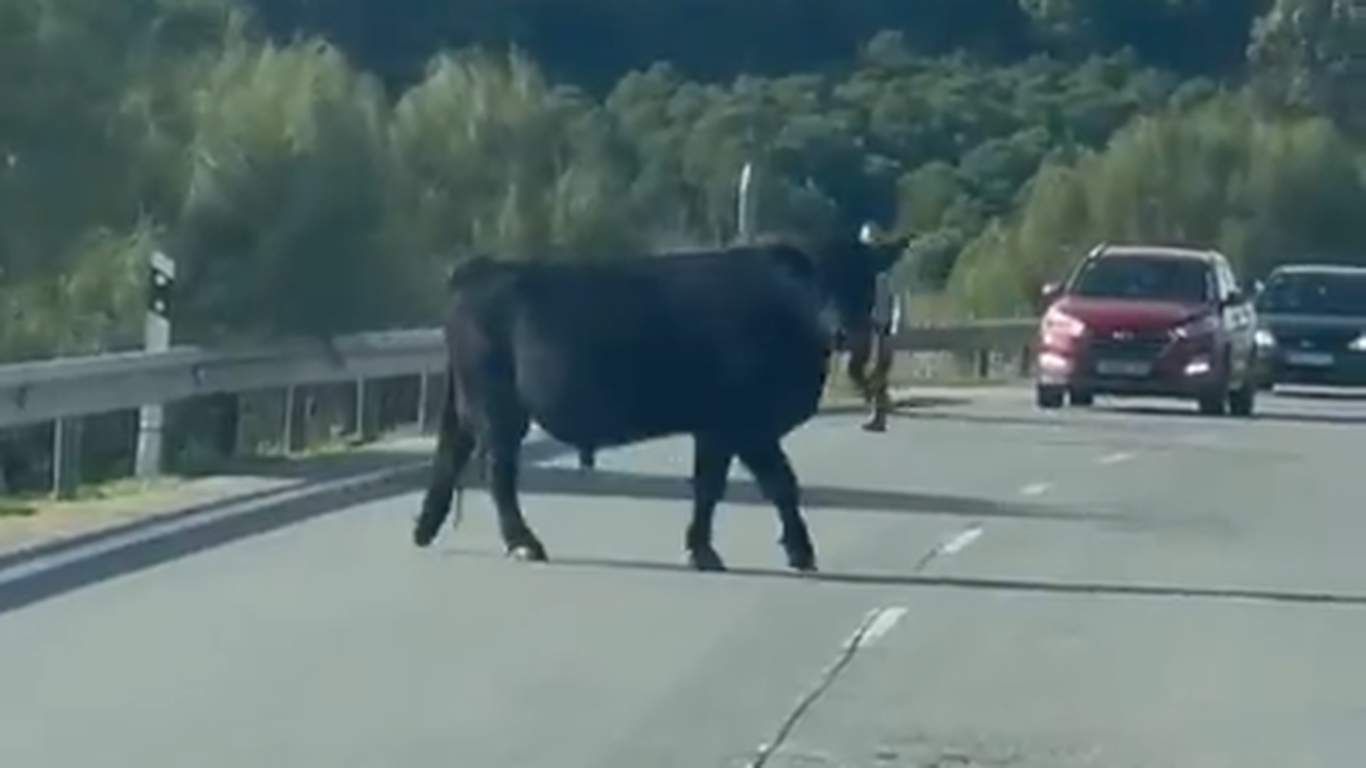 Un toro genera pánico en la carretera entre Moguer y Lucena del Puerto
