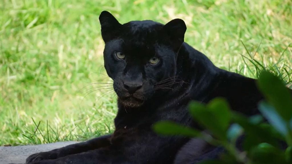 Adiós a Mamba, la pantera negra que vivía desde hace 20 años en Bioparc Valencia