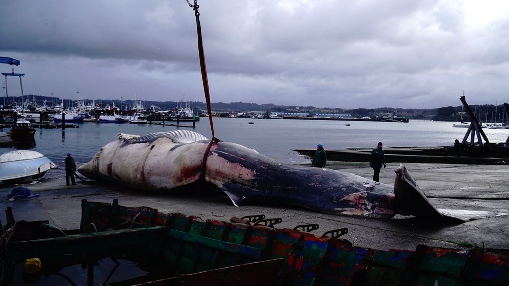 Operativo especial en el puerto de A Coruña para retirar una ballena muerta de 30 toneladas