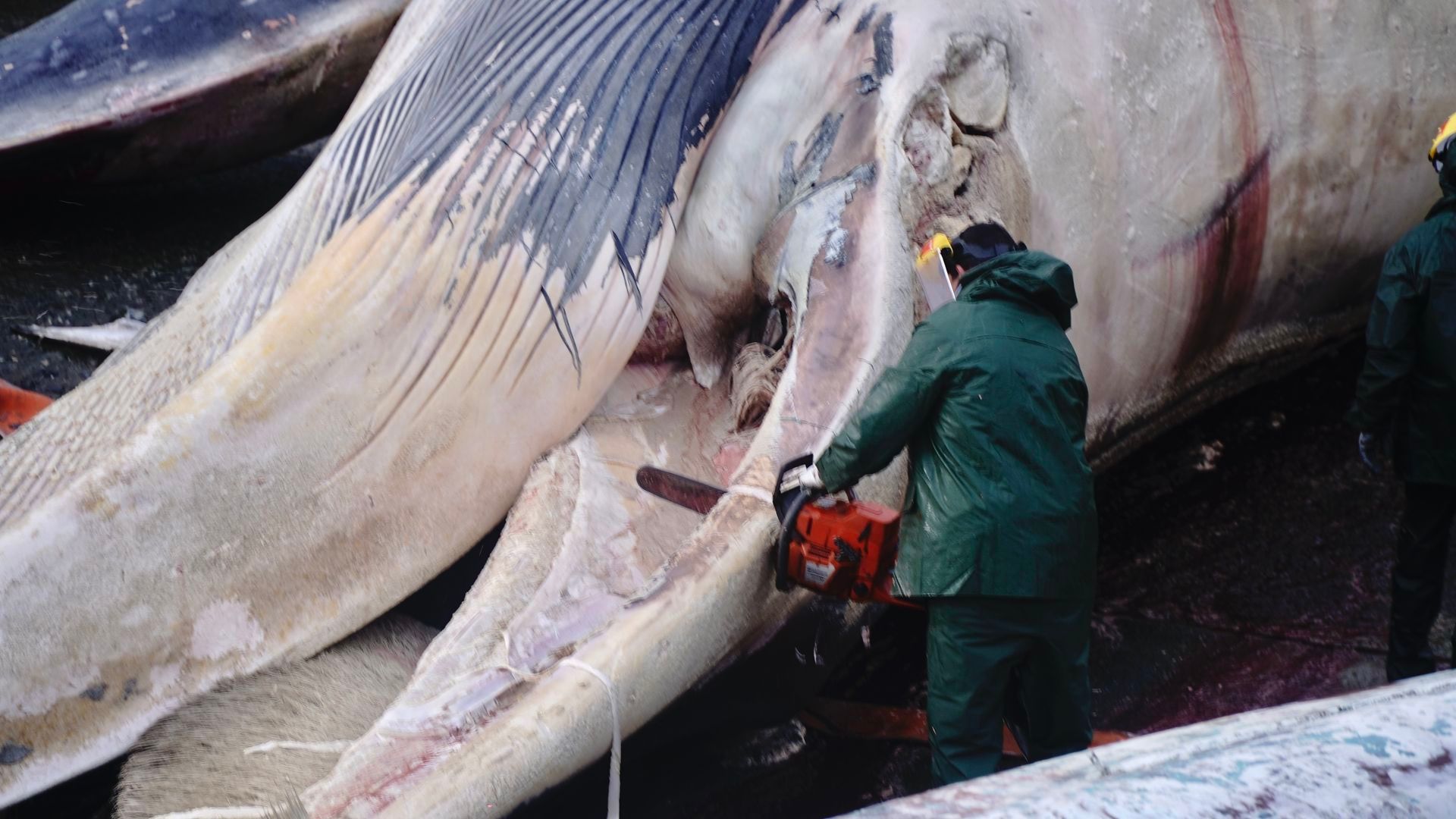 Varios operarios han despiezada a la enorme ballena encontrada muerta en el puerto de A Crouña
