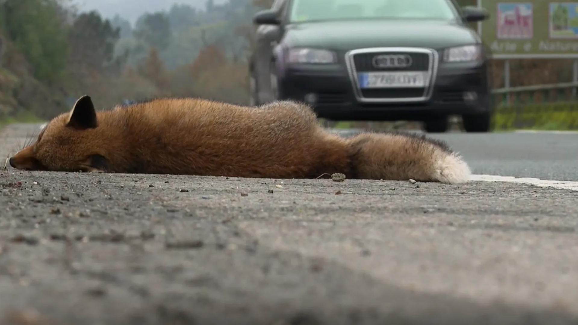 Animal herido tras un accidente con un vehículo