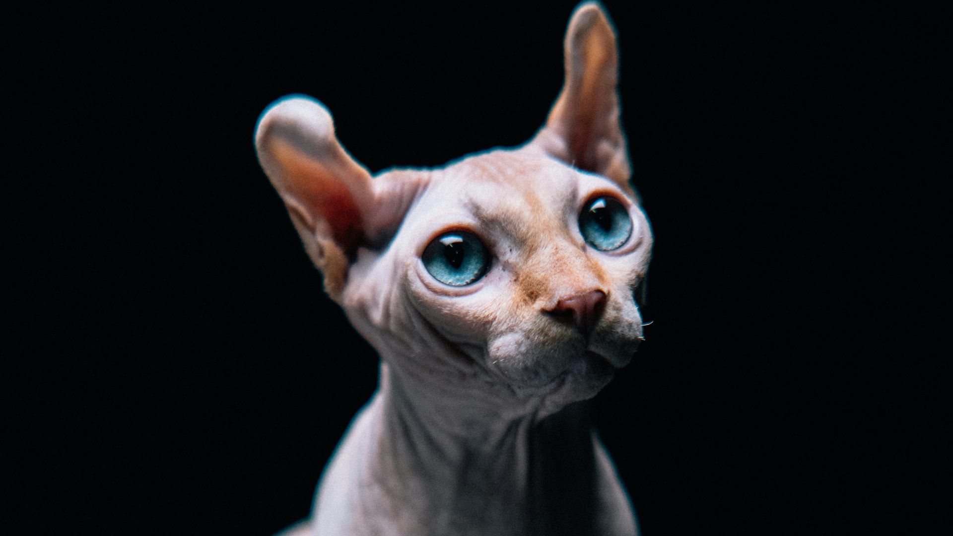 Holanda prohíbe los gatos esfinge y fold escocés a partir de 2026: los motivos Holanda prohíbe los gatos esfinge y fold escocés a partir de 2026: los motivos