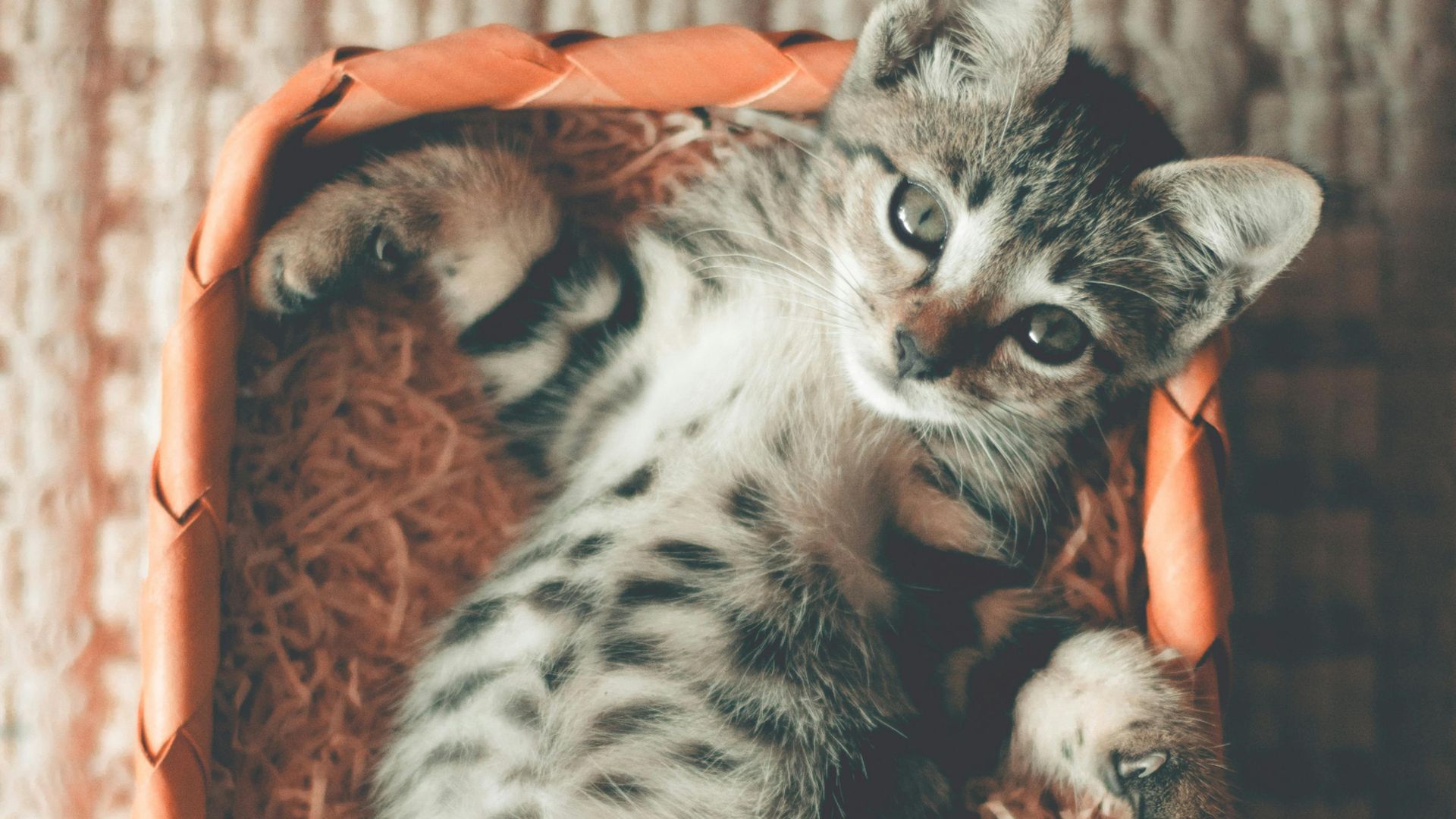 Un cachorro de gato.