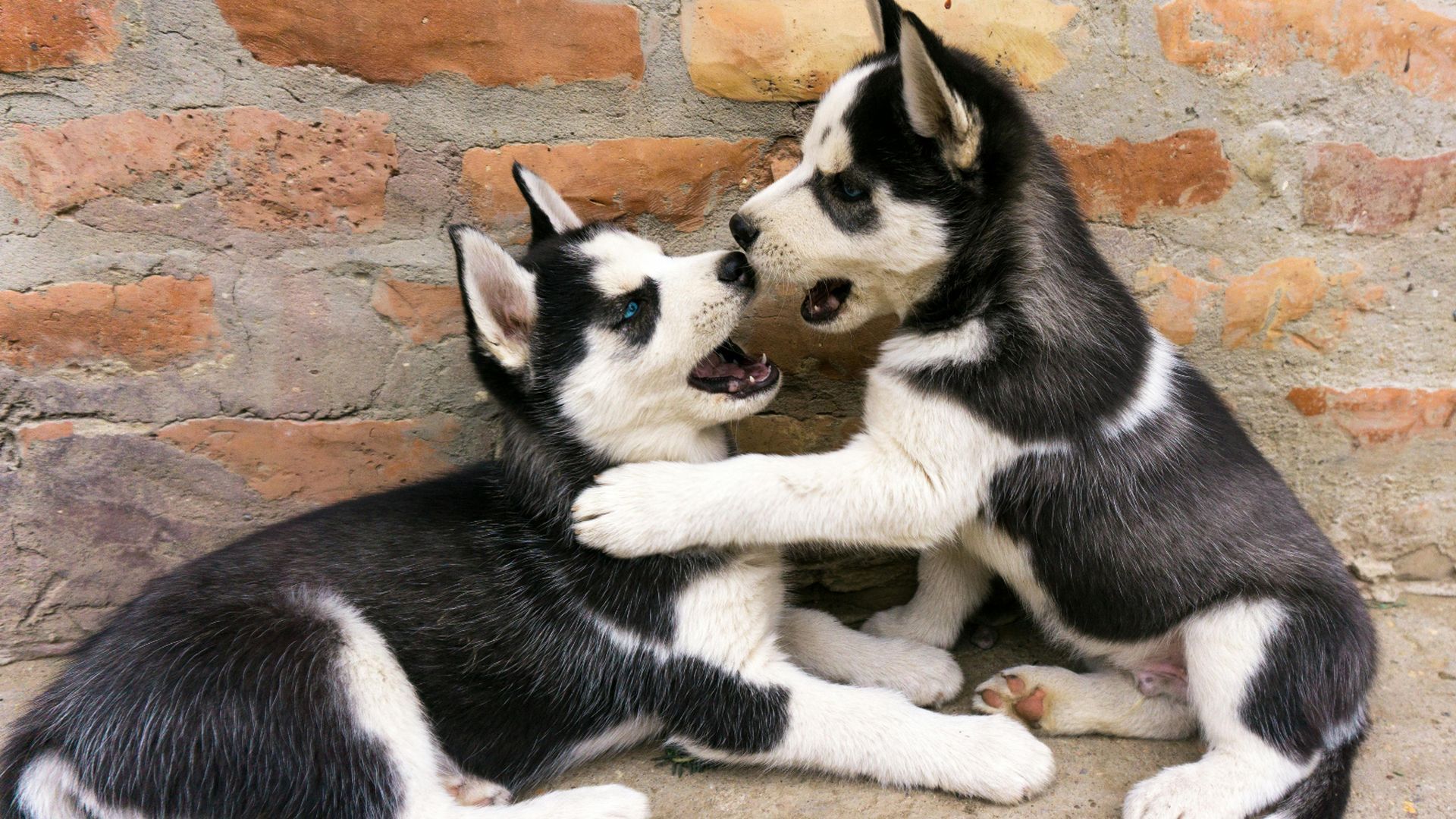 Los cachorros siguen siendo una opción de regalo en Navidad