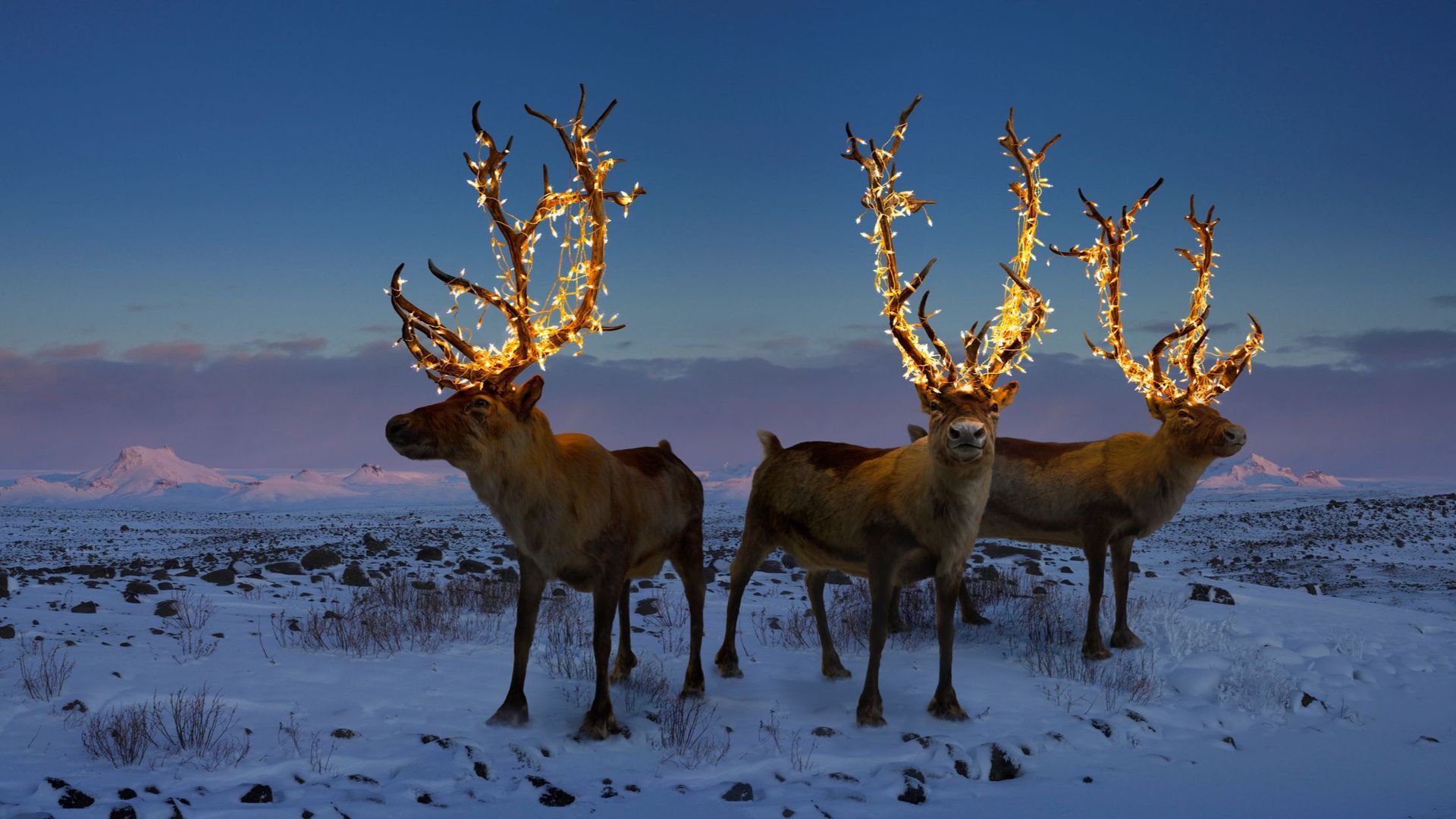 Imagen de archivo de unos renos