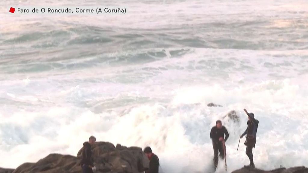 ¿Por qué los percebes son tan caros? Estas imágenes son la respuesta