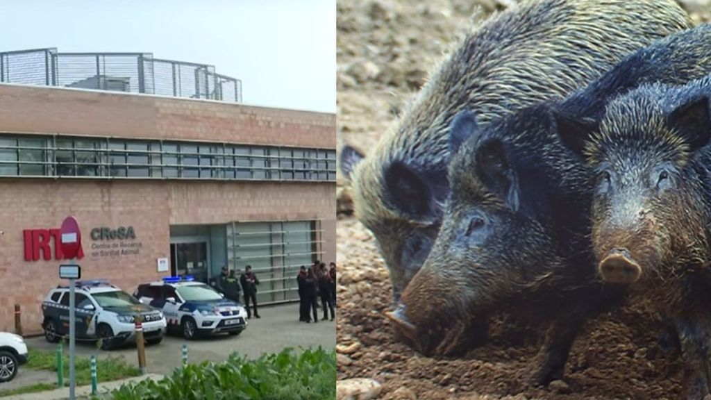 Sin brechas de seguridad en el CReSA mientras sigue sin aclararse el origen del brote de peste porcina en Cataluña