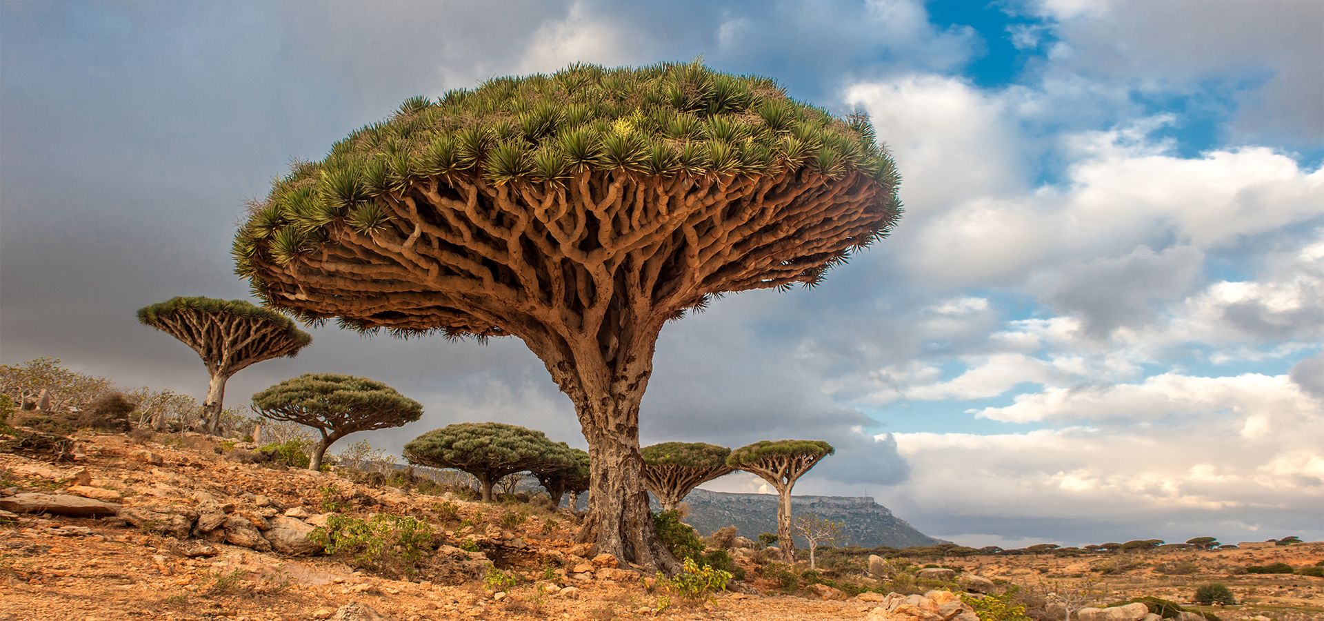 Árbol del dragón en Socotra