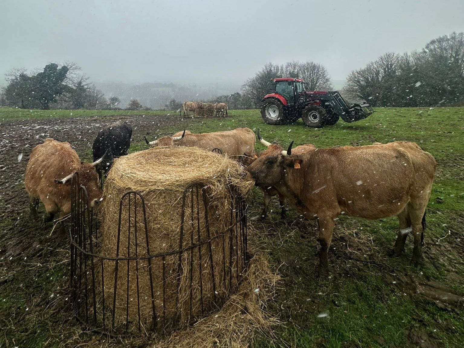 Las vacas de la explotación ganadera de Alba en A Pastoriza, sobre la nieve caída en los últimos días