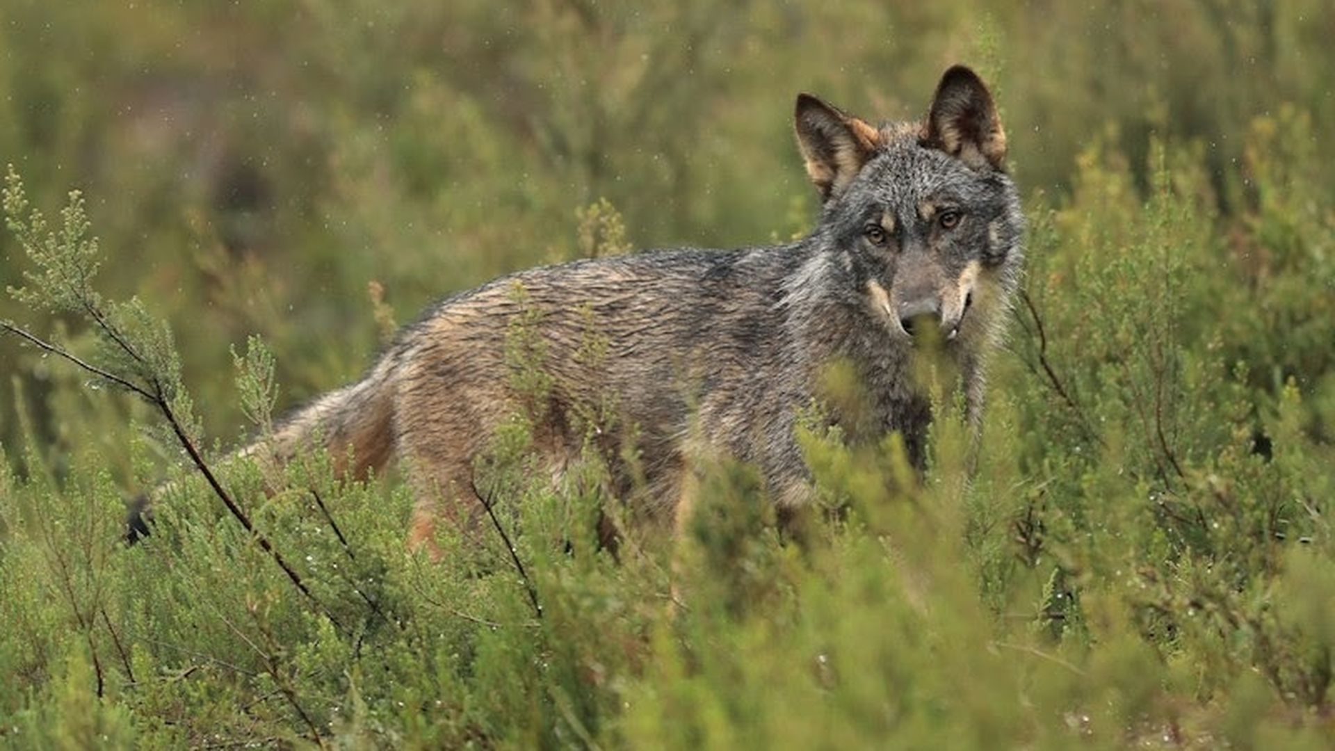 Lobo ibérico en un paisaje verde