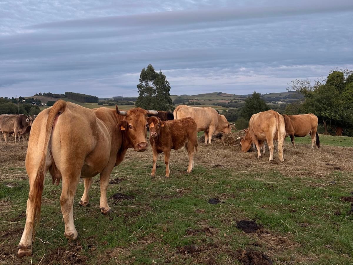 Vacas pastando en A Pastoriza, Lugo