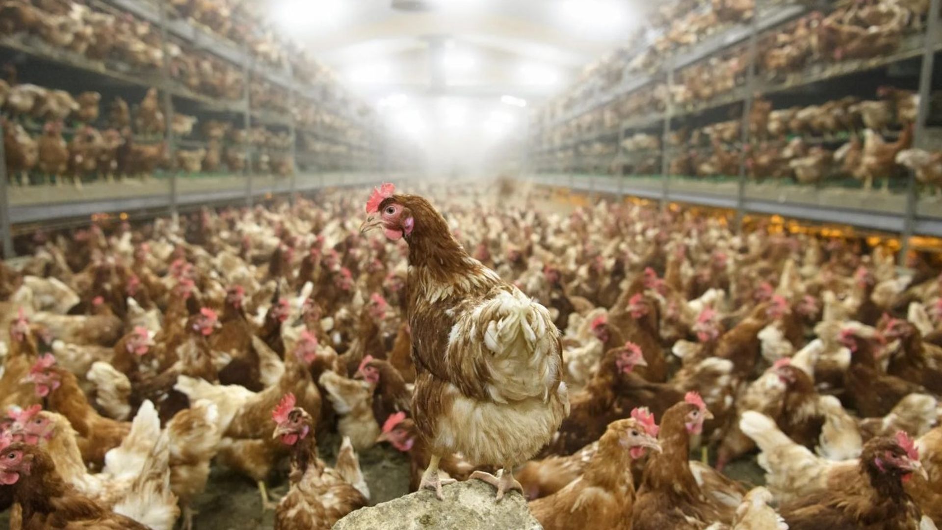 Vista de gallinas en una granja avícola. EFE Vista de gallinas en una granja avícola. EFE