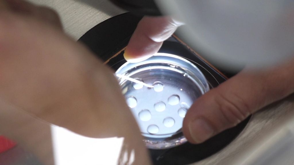 Científicos españoles logran reproducir la implantación de un embrión humano en laboratorio hasta el día 14