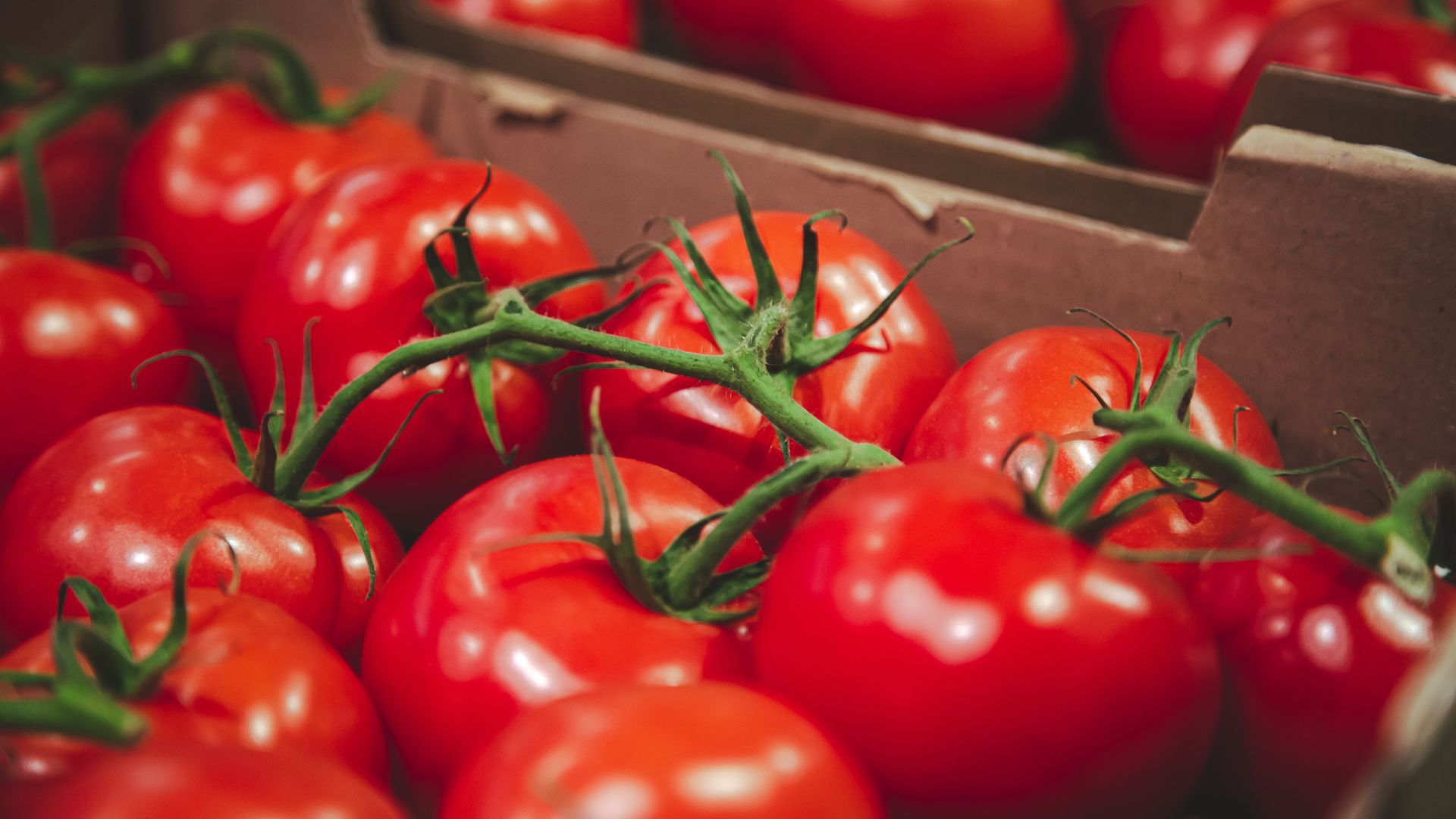 Los tomates son uno de los ingredientes más apreciados en la gastronomíaa española.