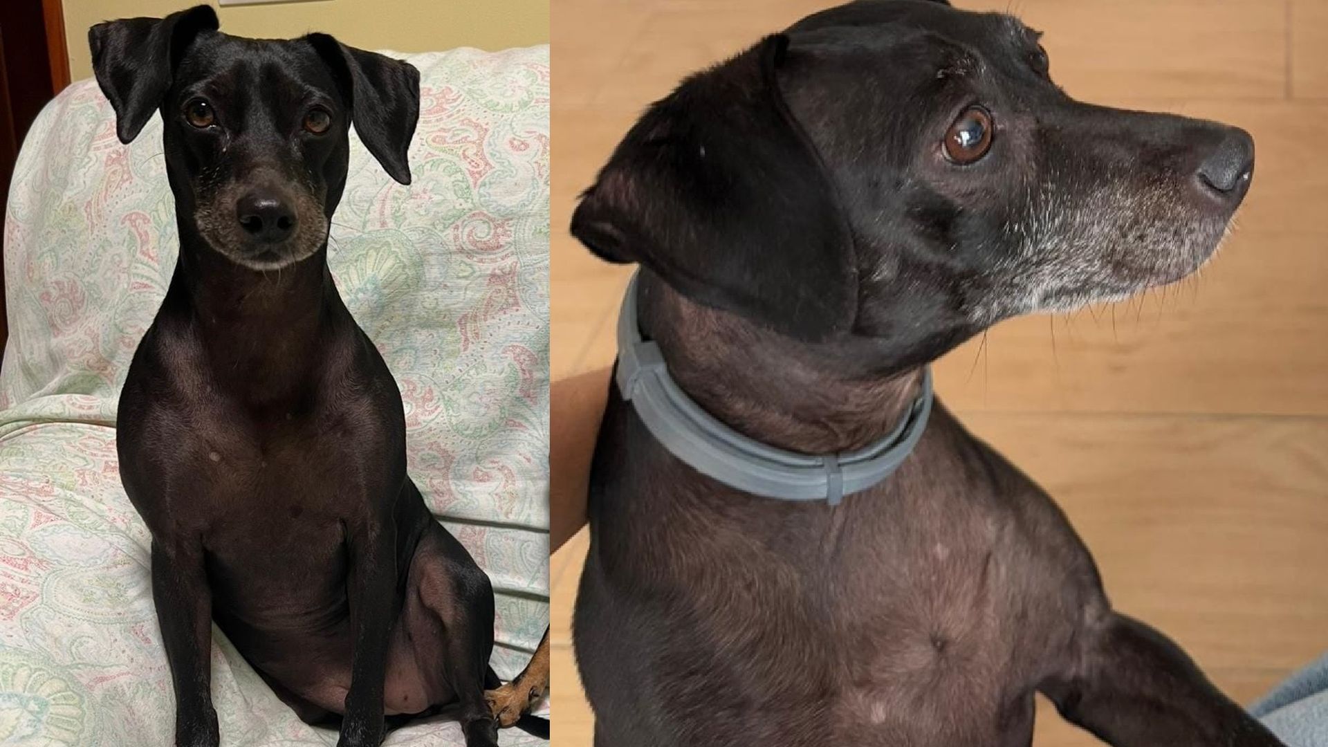 La perrita Kira, desaparecida en Camas, Sevilla