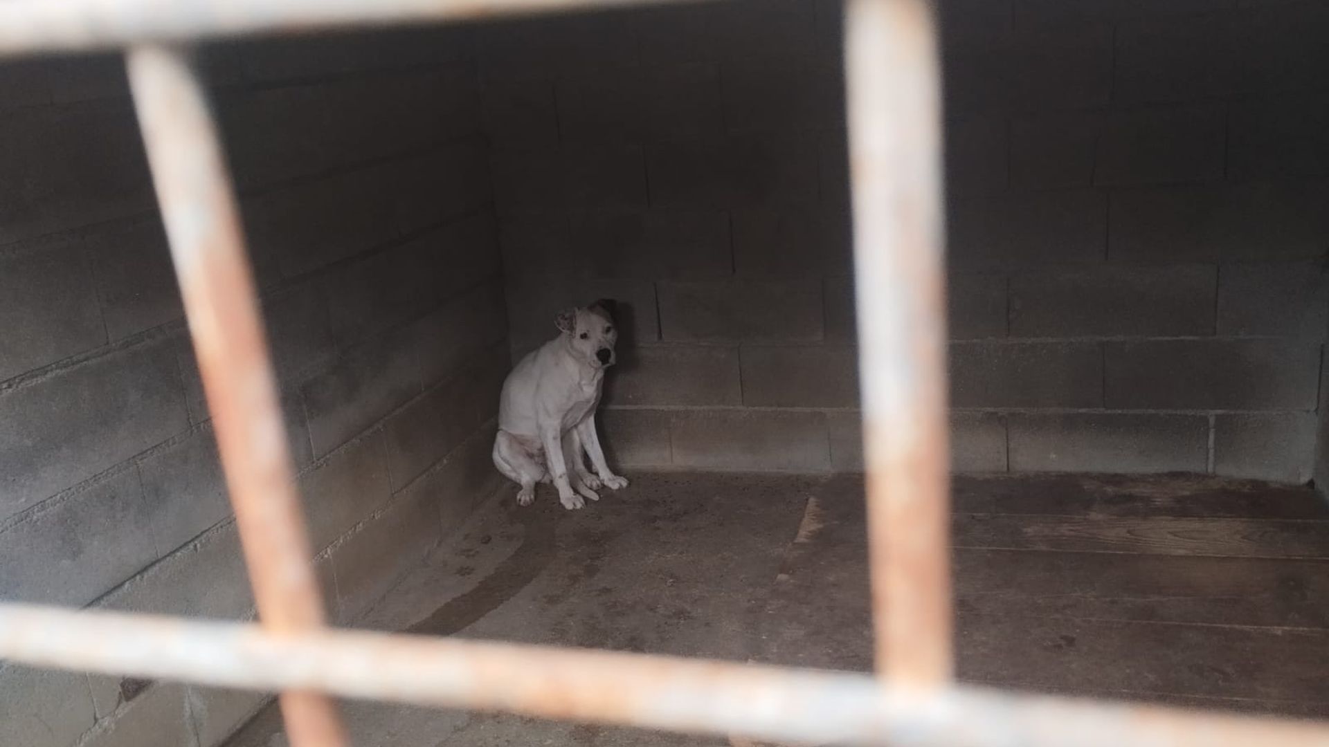 La historia de la perra Sandy conmueve las redes sociales por su soledad en una perrera municipal de Ourense La historia de la perra Sandy conmueve las redes sociales por su soledad en una perrera municipal de Ourense