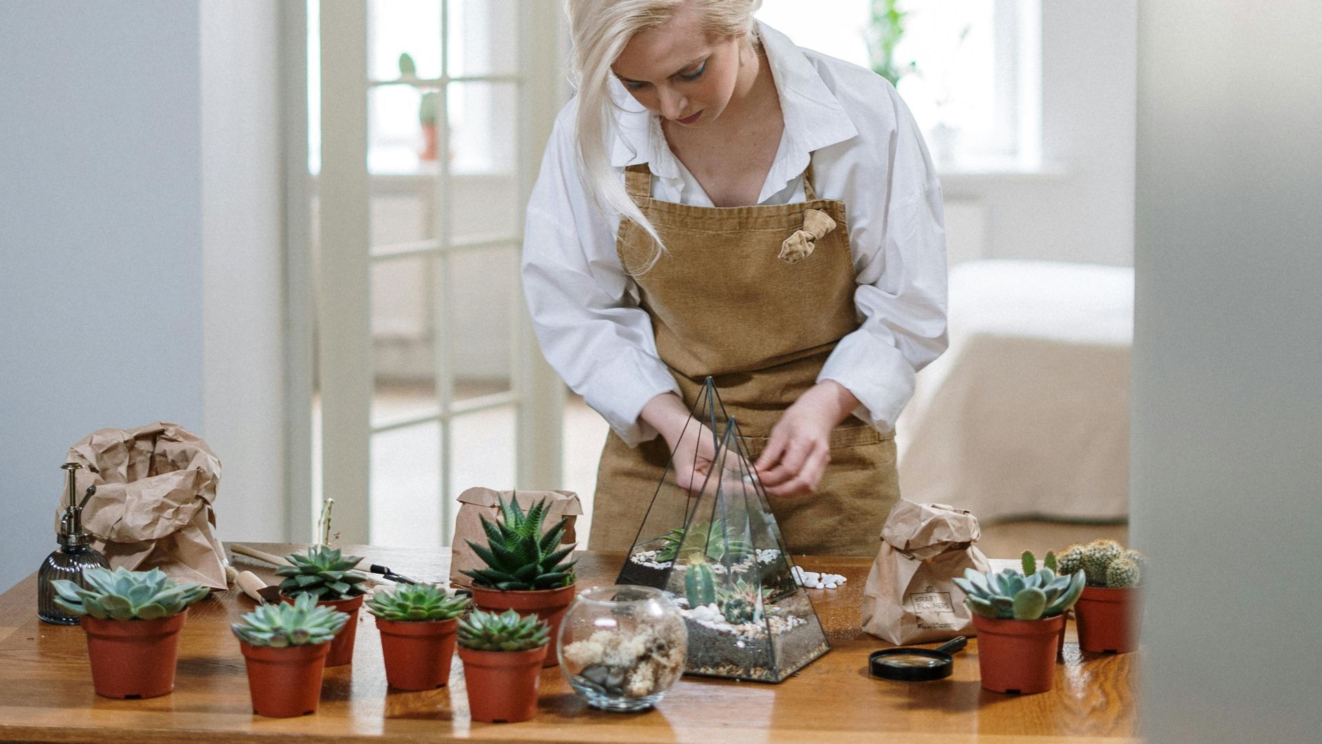 Tendencias de plantas de interior Tendencias de plantas de interior