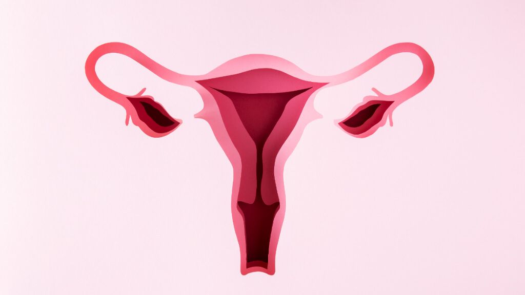  Sistema reproductor femenino (Freepik)