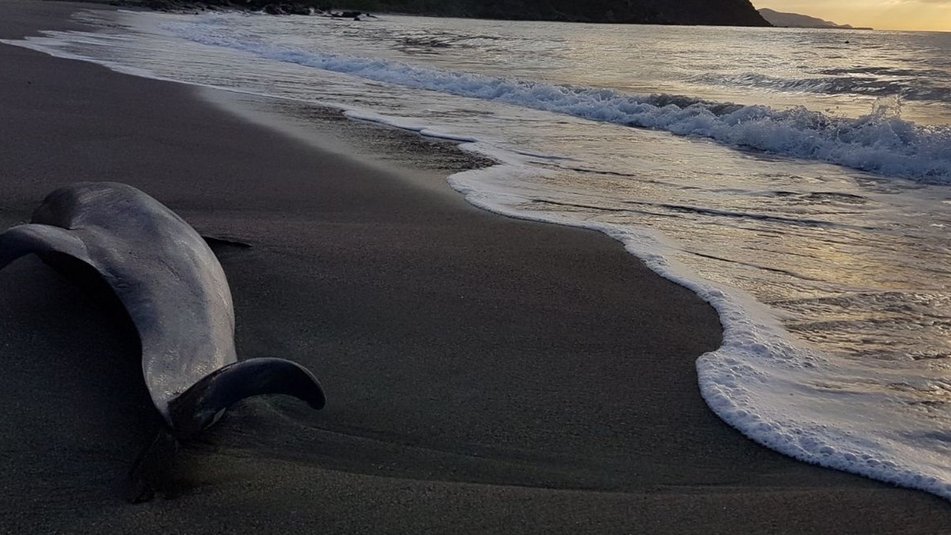 Delfín muerto en la playa