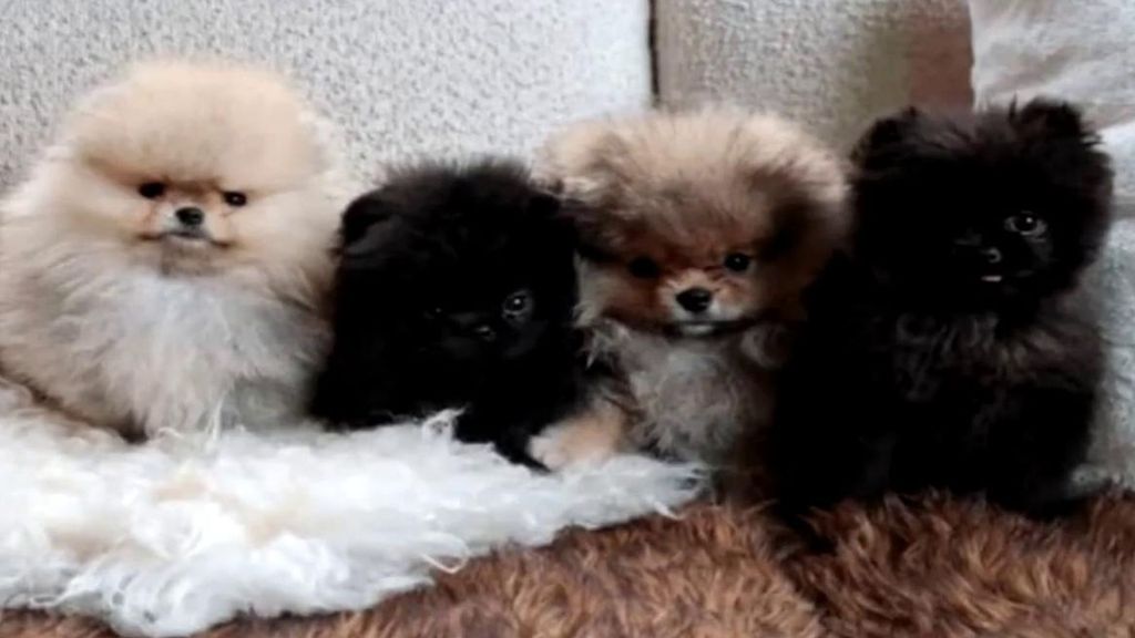 Kim Kardashian desata la polémica tras regalar cachorros a sus hijos en Navidad: "Los perros no son peluches"