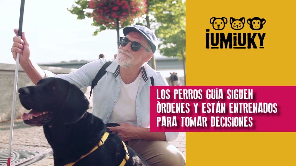 P300 - Perros guía Iumiuky Temporada 3 Programa 300