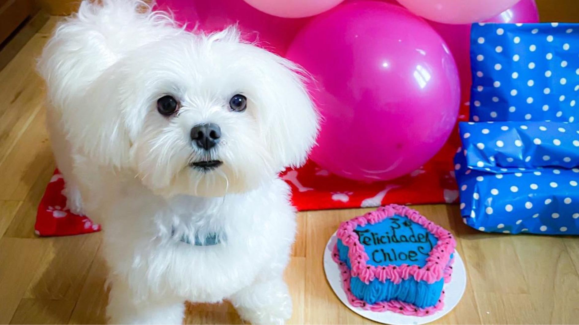 Una mascota, con su pastel