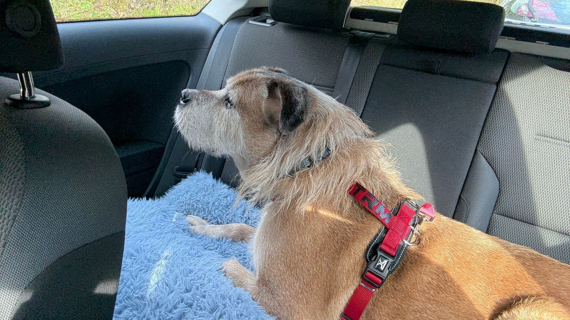 "Rubio", uno de los perros más veteranos de la protectora de Lugo ya está con una familia de acogida