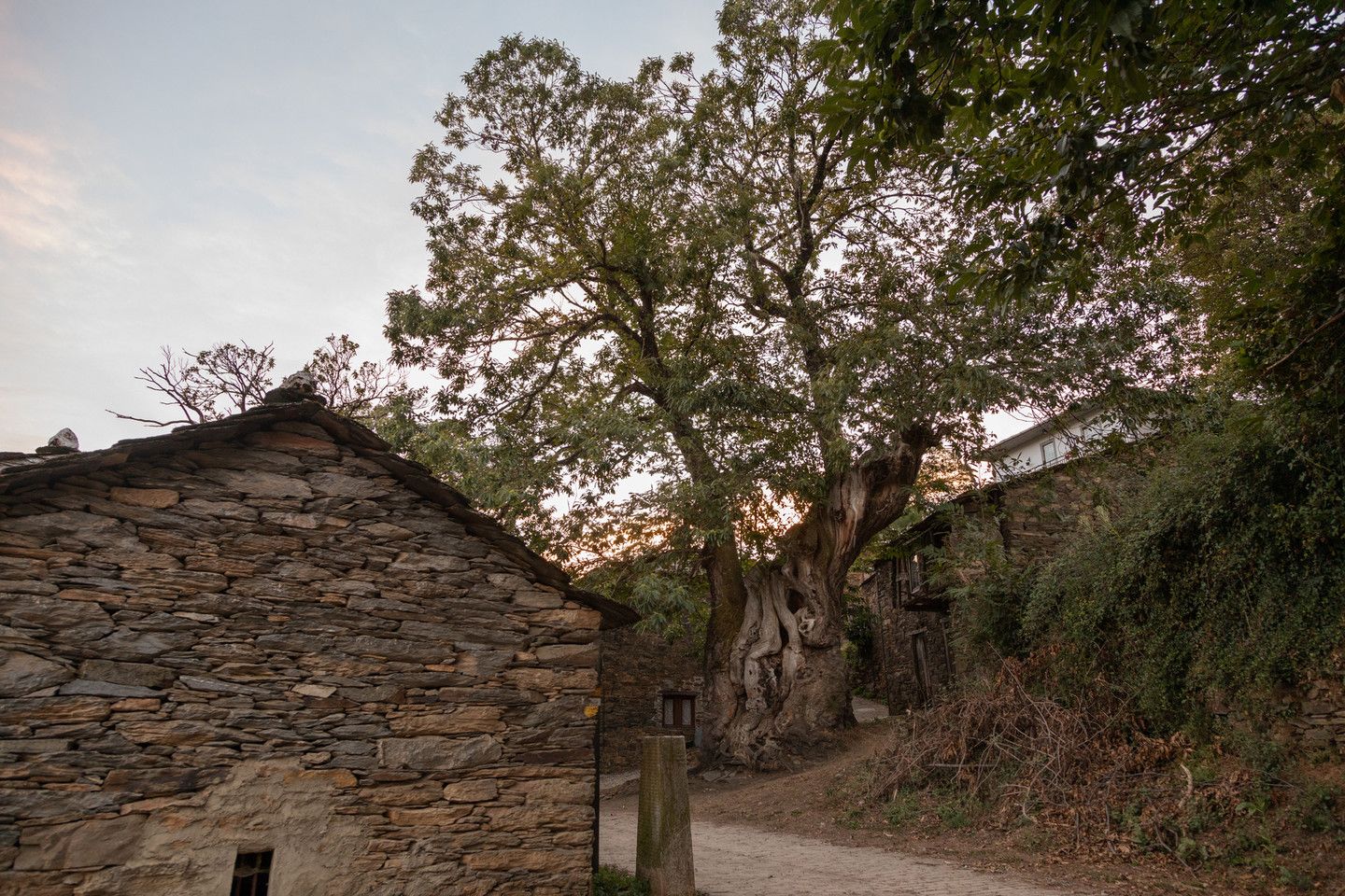 El castaño de Ramil se encuentra a un lado del camino, a la entrada de Triacastela, en Lugo