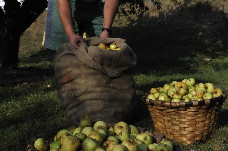 Los baserritarras comenzaron hace siglos a elaborar sidra con el fruto de sus extensos manzanos